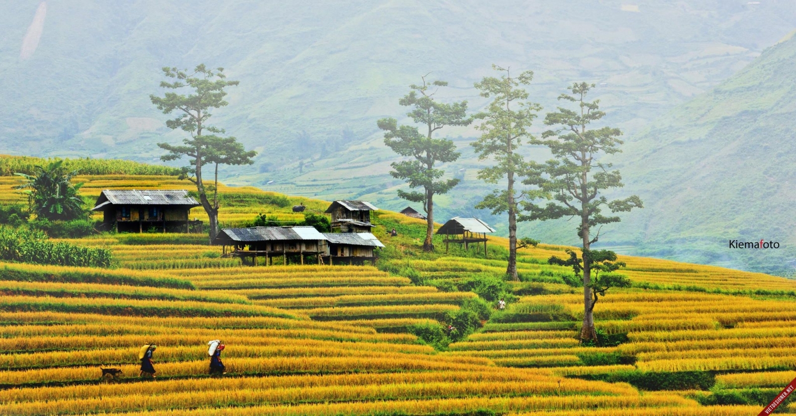 Ruộng bậc thang Mù Căng Chải